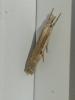 Agriphila geniculea